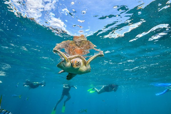 Qual è il metodo più efficace per creare una barriera naturale contro gli insetti in terrazza?